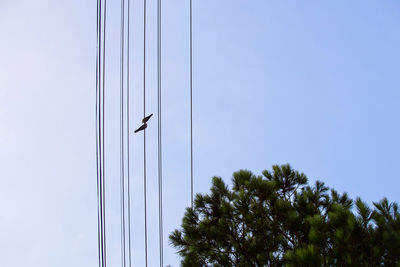 Abstract photograph of electric wires against the sky, two birds sit, similar to notes on stave. 