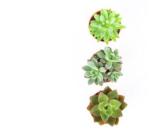 Directly above view of succulent plant against white background