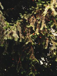 Low angle view of trees in forest