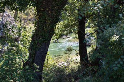 Trees in forest