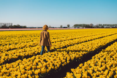 Scenic view of agricultural field