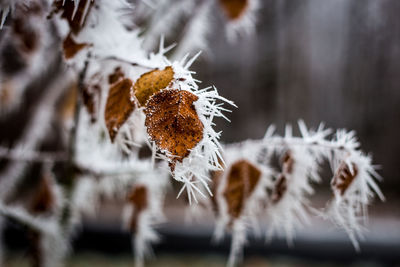 Close-up of frozen during winter