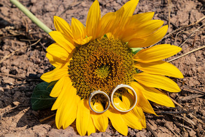 Close-up of sunflower