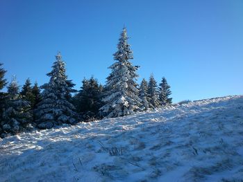 Snow covered pine trees against blue sky