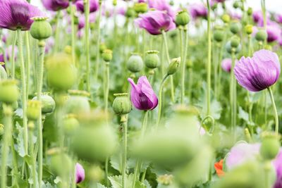 Close-up of purple flowering plants on field