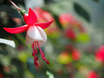 Close-up of red flowering plant