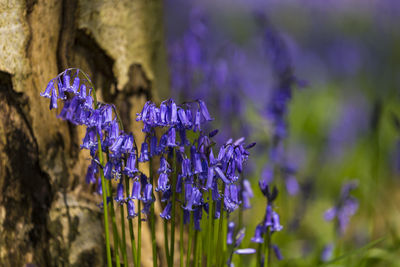 Close-up of purple crocus blooming outdoors