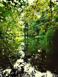 Trees by lake in forest