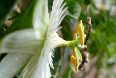 Close-up of white flowers