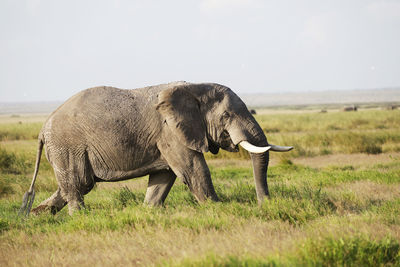 Side view of elephant on field