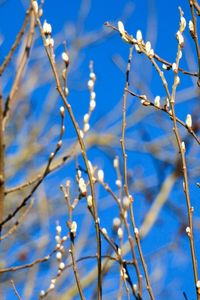 Low angle view of flower tree against blue sky