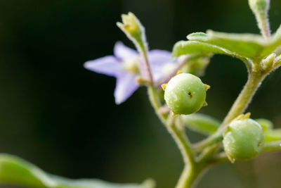 Close-up of purple flowering plant