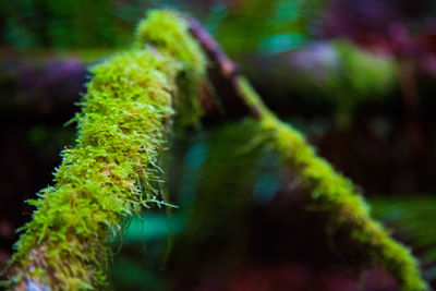 Close-up of plant against blurred background