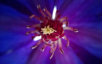 Close-up of flower against blurred background