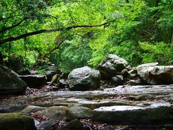 Rocks in forest