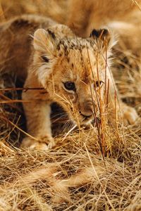 Close-up of lion cub on grass