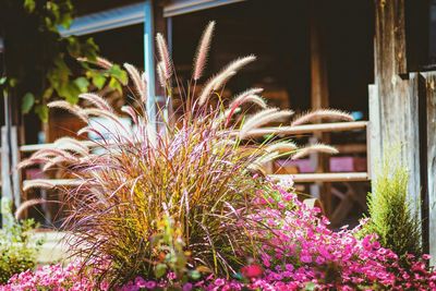 Close-up of plants