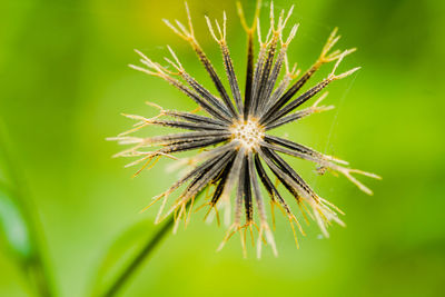 Close-up of dandelion on plant