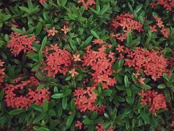 Close-up of red flowers