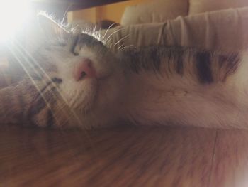 Close-up of cat sleeping