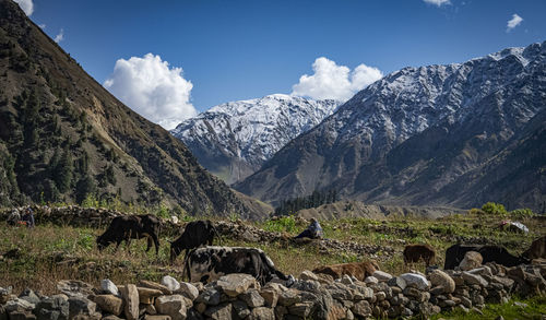 Cows grazing on land against mountains