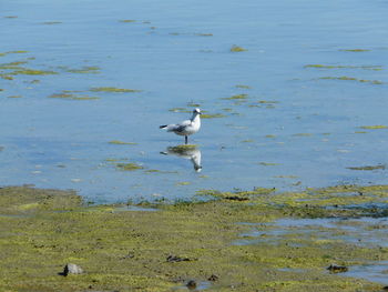 Birds on lake