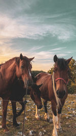 Horse standing in field against sky