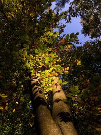 Close-up of tree in forest against sky