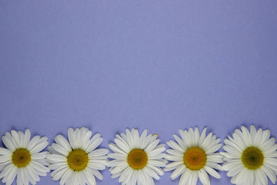Close-up of white daisy flowers against clear blue background