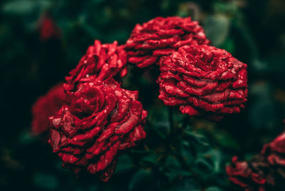 Close-up of red rose plant