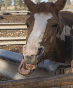 Close-up of horse