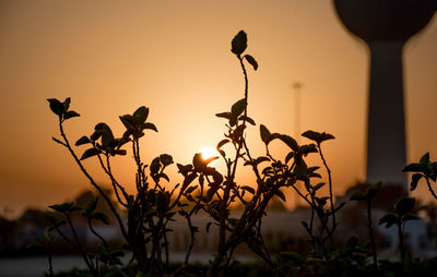 Close-up of silhouette plants against sky during sunset