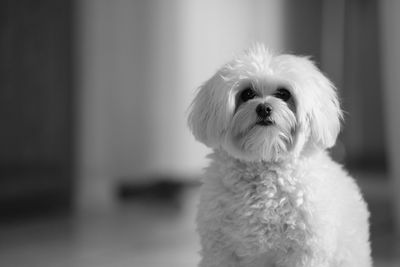 Close-up portrait of a dog