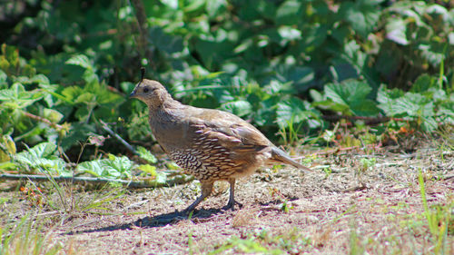 Bird perching on a field