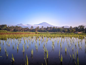 Scenic view of lake against clear blue sky