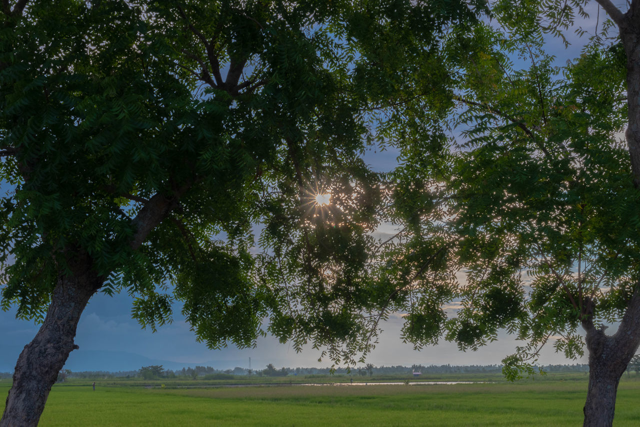 TREES GROWING ON FIELD