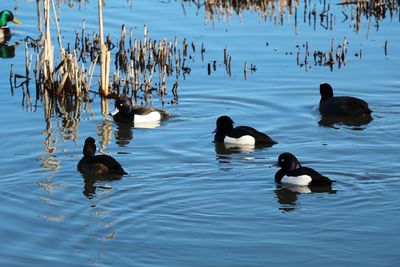 Ducks swimming in lake