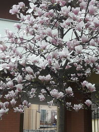 Cherry blossom tree against building