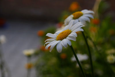 Close-up of white daisy flower