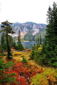 Scenic view of forest against sky