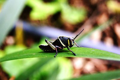 Close-up of insect on leaf