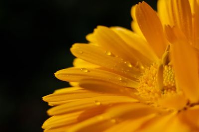 Close-up of water drops on cropped yellow flower over black background