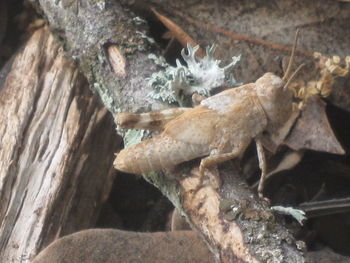 Close-up of frozen tree trunk