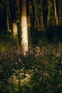 View of flowering trees in forest
