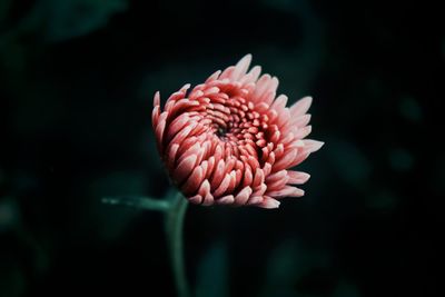 Close-up of pink flower