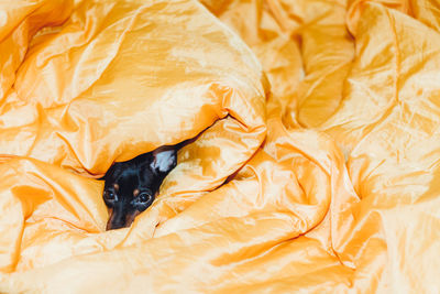 Close-up portrait of dog amidst blanket on bed