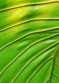 Full frame shot of palm leaves