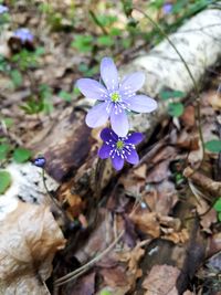 High angle view of purple flowering plant on field