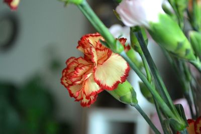 Close-up of flower against blurred background