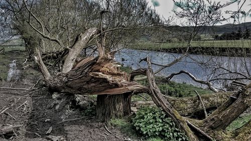 Bare trees in the dark